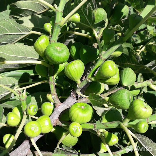 Саженцы черенки инжира. Самый урожайный инжир