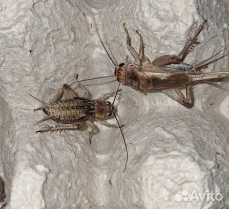 Банановый сверчек