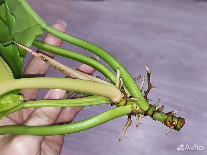 Philodendron Golden Crocodile