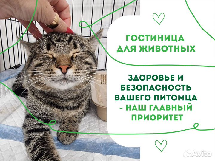 Отель гостиница для животных