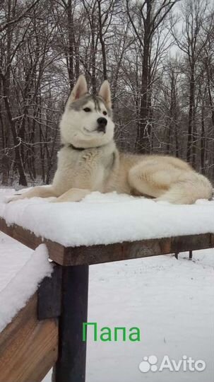 Хаски для вязки на вашей территории