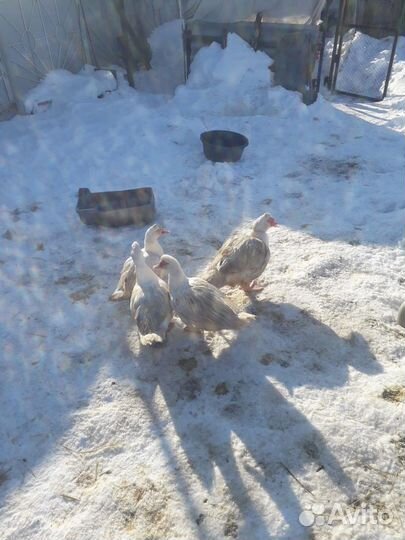 Семья индоуток