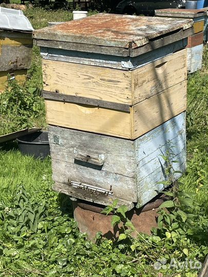 Продается пасека