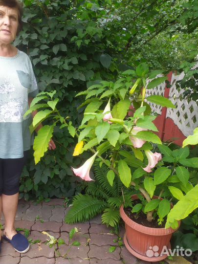 Бругмансия розовая