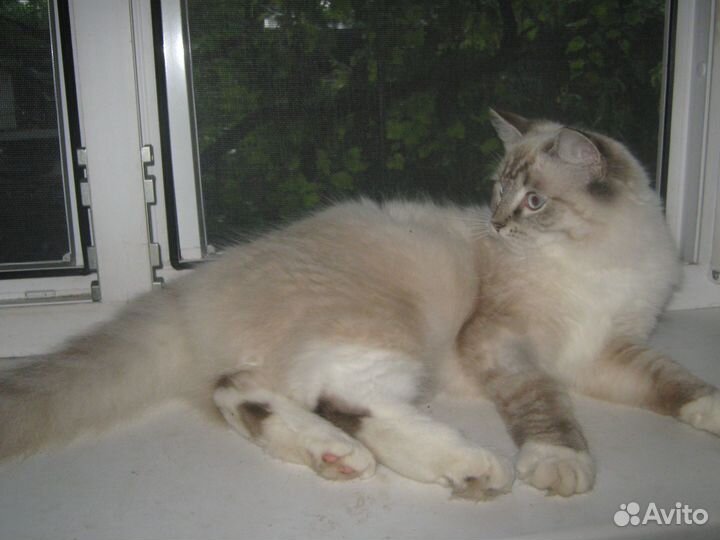 Рэгдолл обьявления в Краснодарском крае