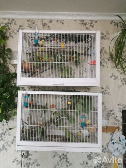 Кенар и канарейка