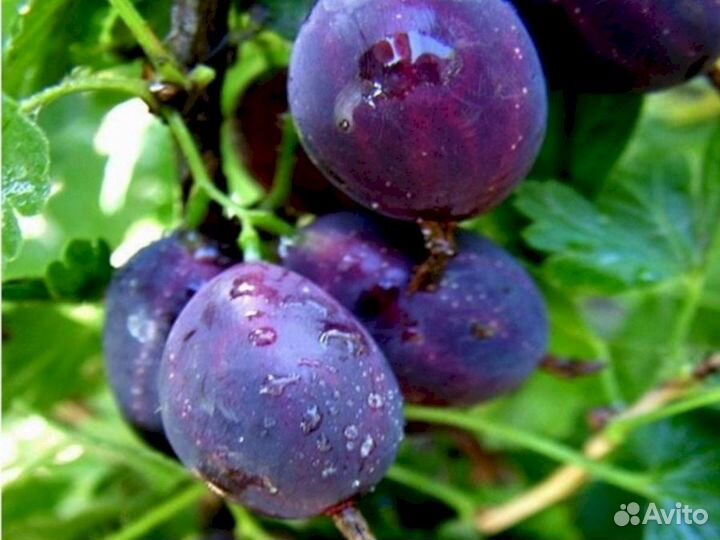 Саженцы крыжовника Черномор