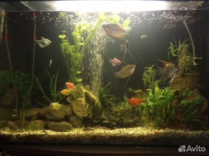 Анциструс,карась,2 скалярии,2 гурами