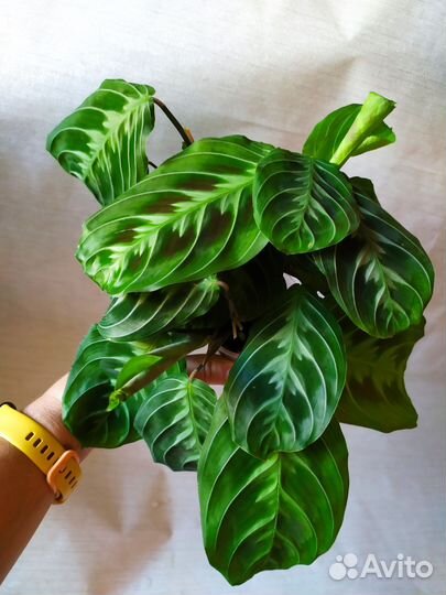 Маранты Массанжа, Лукенора, Лемон Лайм