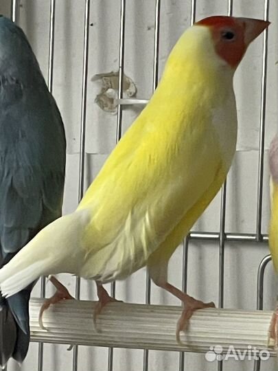 Амадины Гульда