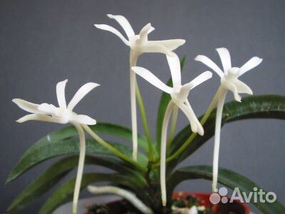 Орхидея.Neofinetia falcata