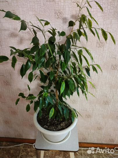 Цветок Фикус