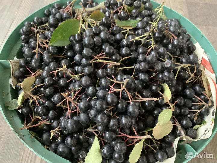 Черноплодная рябина