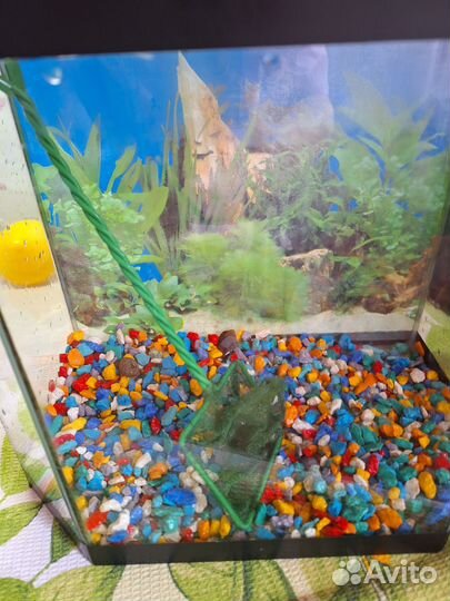 Аквариум