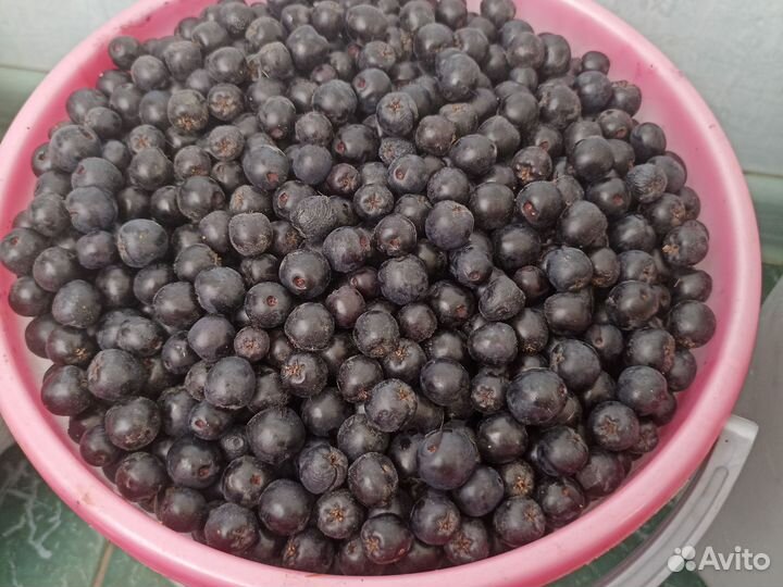 Черноплодная рябина ягоды