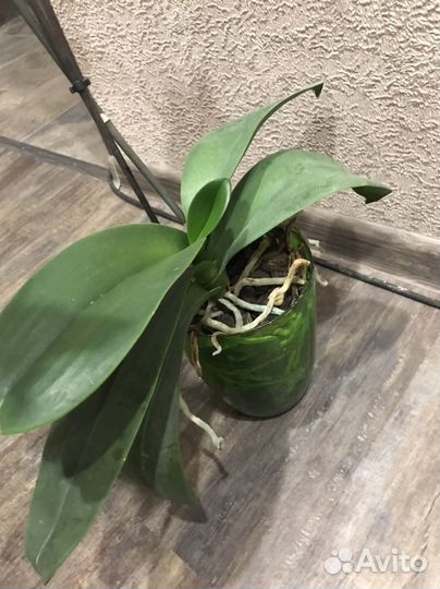 Орхидея фаленопсис