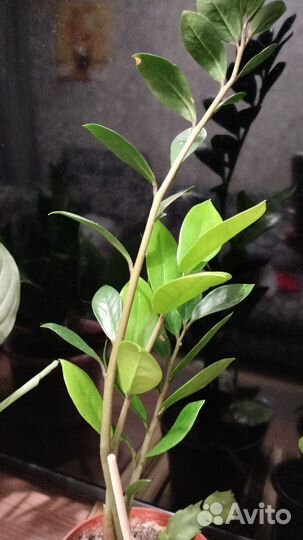 Комнатные цветы