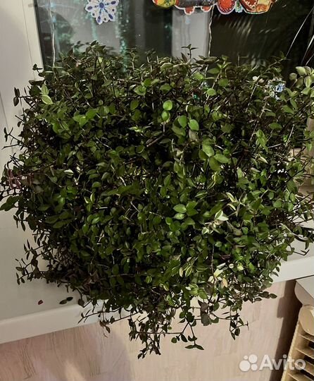 Коллезия фиолетовая