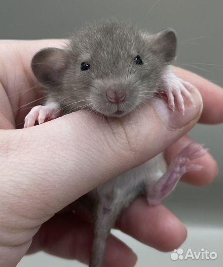 Крысята Дамбо