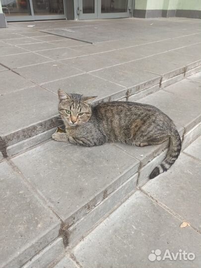 Камышовый кот