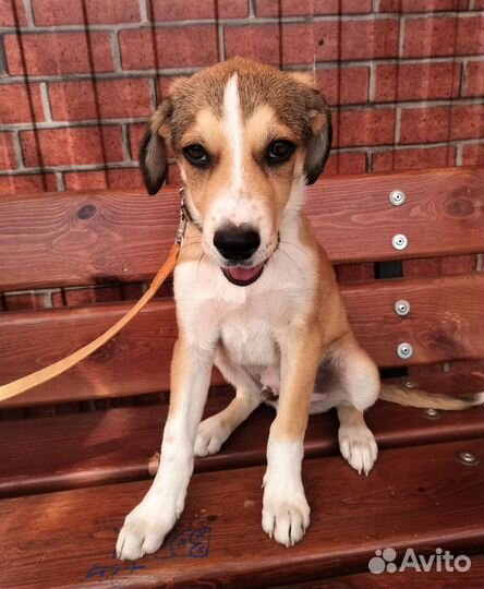 Собака щенок Федор для Души