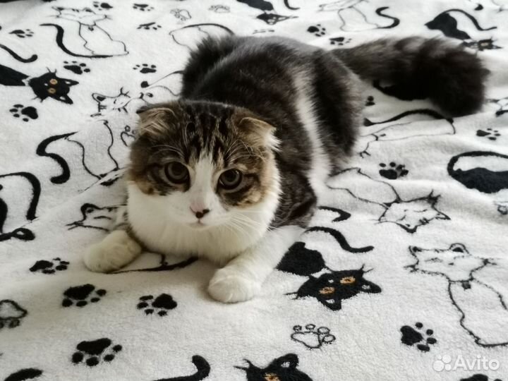 Шотландский вислоухий кот вязка