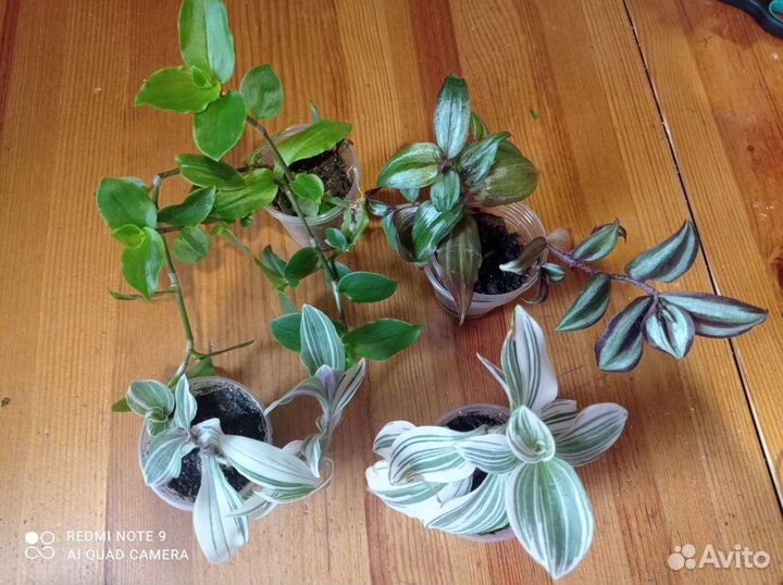 Оксалис, гипоэстес, традесканции, дерево любви