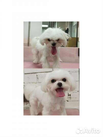 Грумер стрижка собак