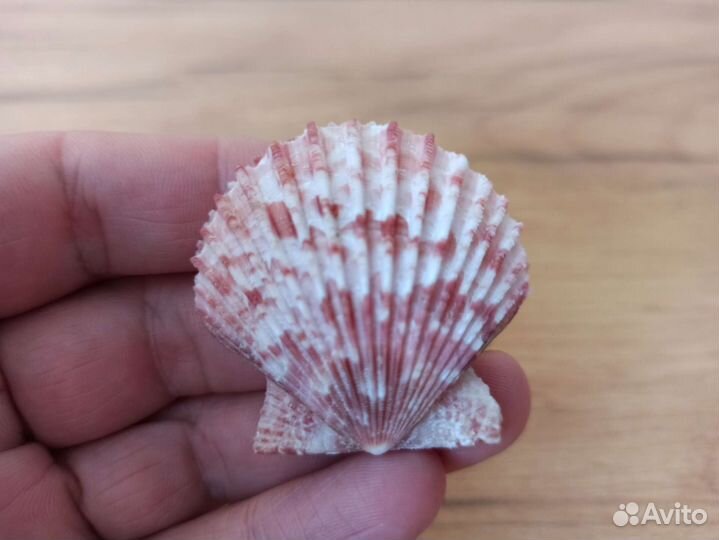 Морская раковина