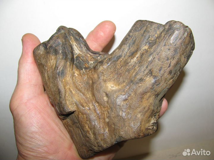 Окаменелое дерево (в коллекцию)