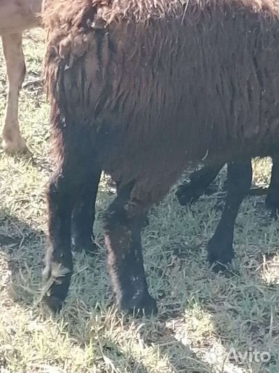 Овцы бараны