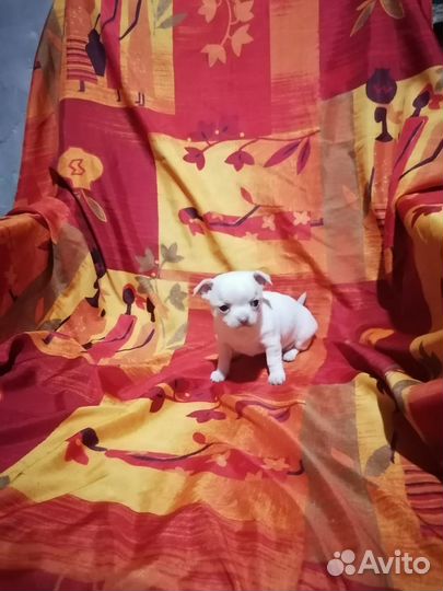 Щенки чихуахуа супер мини