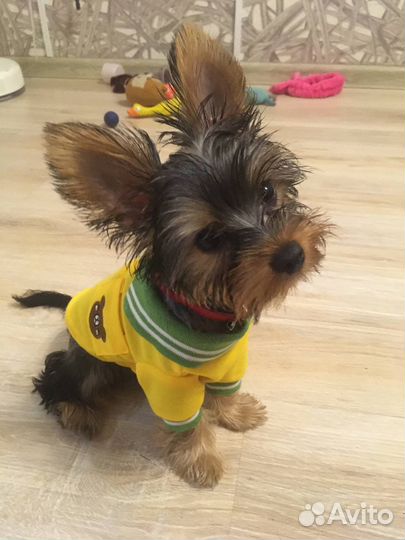 Вещи для щеночка