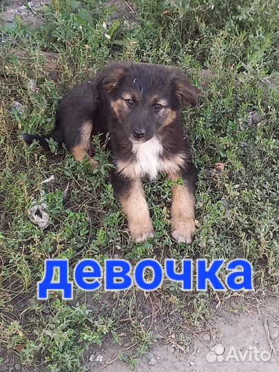 Щенки бесплатно