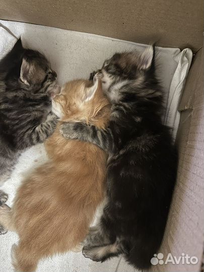 Котята мейкун