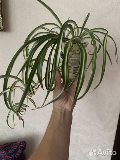 Хлорофитум Бони