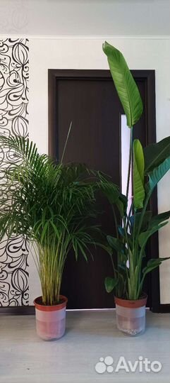 Крупные интерьерные растения