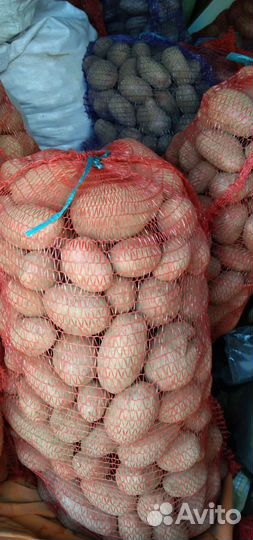 Продам картофель