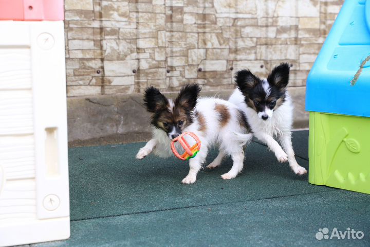 Щенки папийона