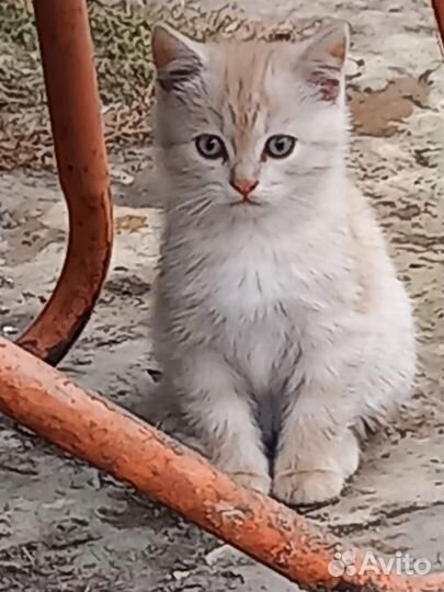 Котята в добрые