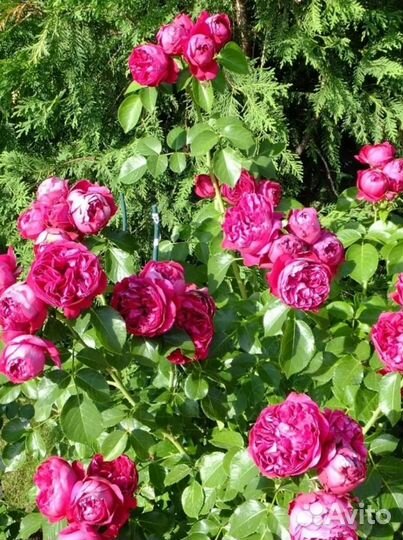 Живая изгородь