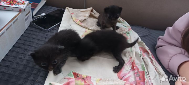 Котята в добрые руки