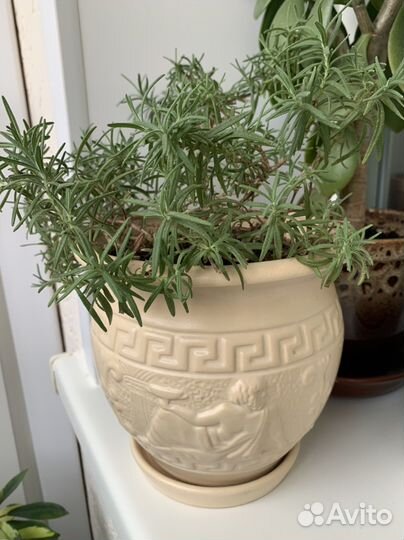 Розмарин растение