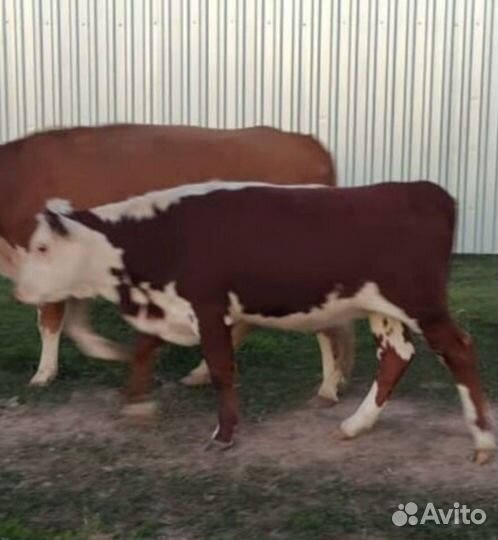 Животноводческая ферма продаю