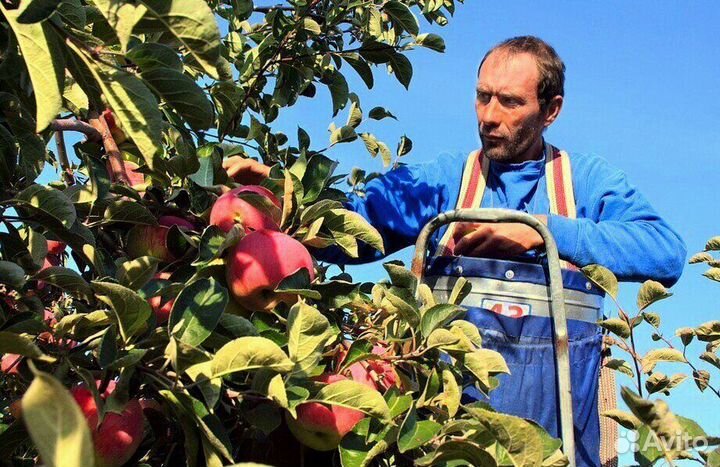 Рабочий по сборке яблок. Вахта