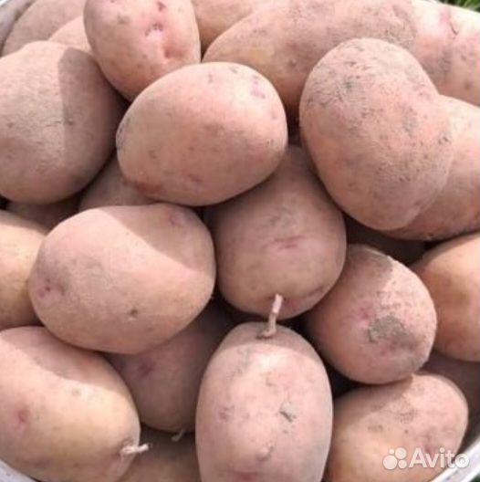 Продам картофель