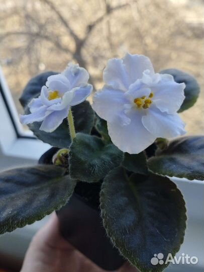 Листики фиалки