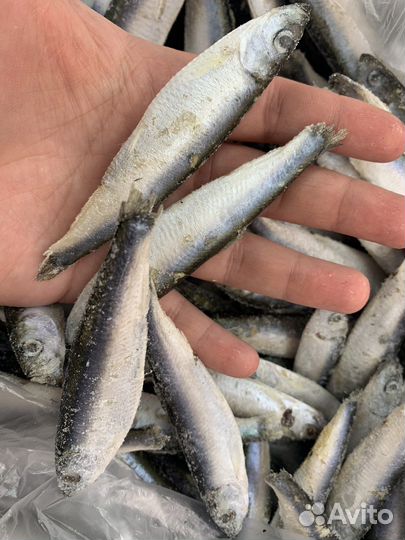 Килька балтийская с/м