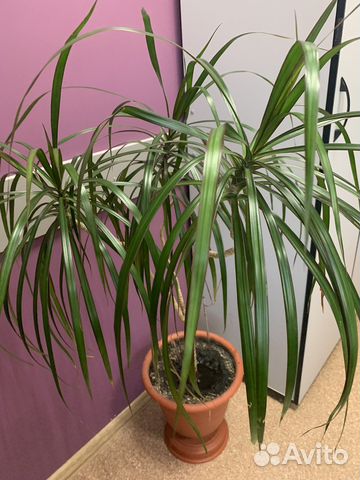 Комнатные цветы драцена