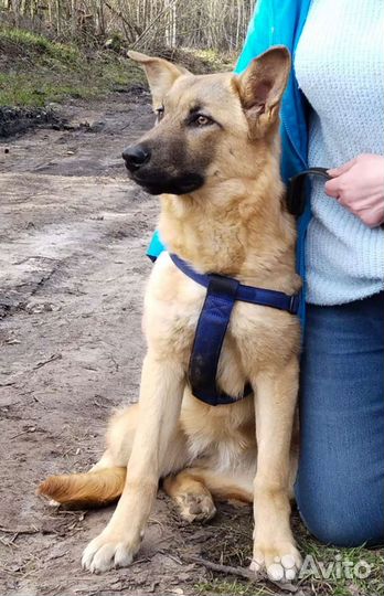 Овчарка метис после дома в приют